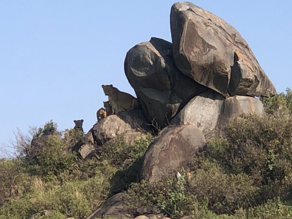 Aggregated rock in Tarangire National Park
